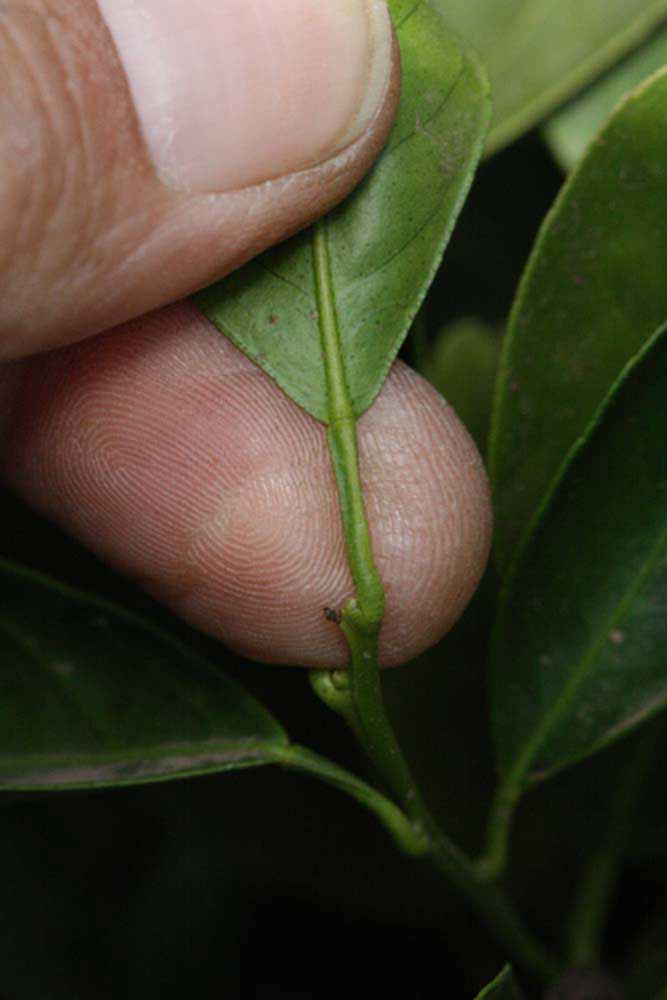              Petiole (Riverside, CA)       